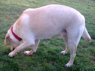 Lara_sniffing_Eliz_C