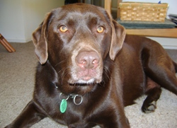 Rosie_choc_Lab_Patty_B1_sml