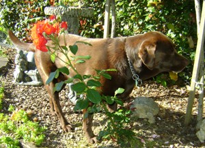 Rosie_choc_Lab_Patty_B2_sml