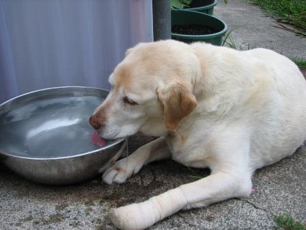 brie_drinking