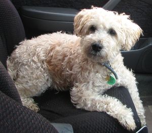 ollie_adoption