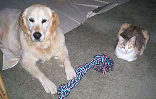 chanella--madori.-new-home