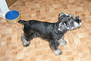 harry-profile-carol-h