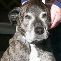 Found-dog-face-Merle