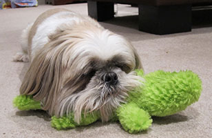 oscar--toy-shih-tzu-tracey-h