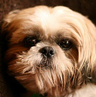 oscar-face-shih-tzu-tracey-h