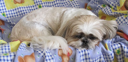 oscar-in-bed-shih-tzu-tracey-h