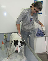 patches--gordana.-bath-at-nose-to-tail