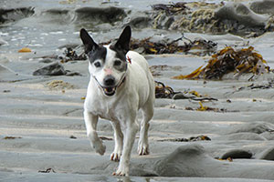 patches-churchill-res