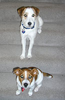 spats--buster-on-stairs-carol-h