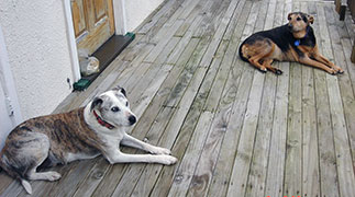 victor--pinot-on-deck