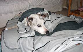 victor-in-grey-bedding-viv-c