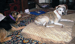 victor-new-home-getting-acquainted