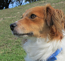 buddy-face-profile