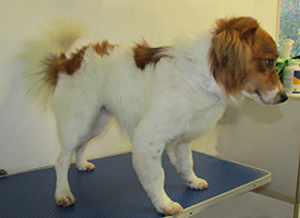 buddy-post-groom-linde