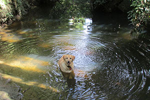 cisco-at-vanderbilt-park