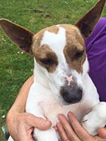 bronxy-close-up-cuddles