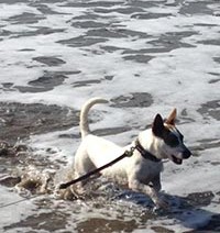 bronxy-running-in-ocean