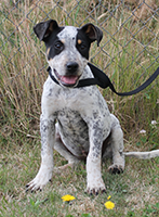 bandit-sitting-taupo-pound-amanda-p