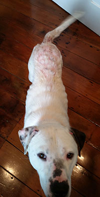 pablo-at-time-of-rescue-rachel-a