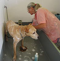 posh-being-bathed-linda-nose-to-tail