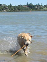 posh-fetching-sticks1