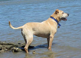 posh-modelling-large