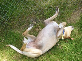 posh-rolling-on-back