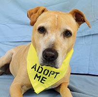 posh-with-adopt-me-bandana