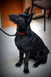 niki-enake-at-dog-training-class-new-home