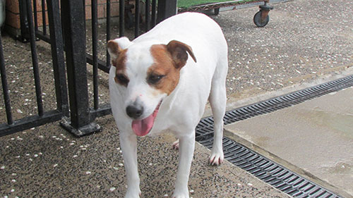 maxie-jack-russell-standing-pixies