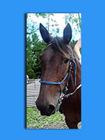 marley-horse-havan-face