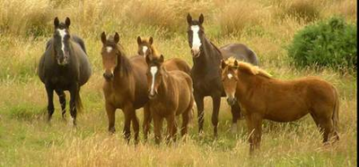 Horses