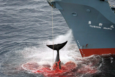 Whales