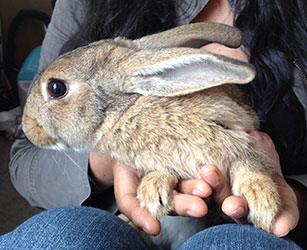 honey-bunny-flemish-giant-x-wild-shanez-a