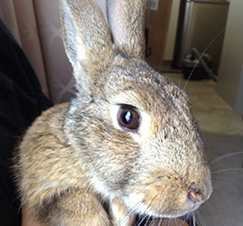 precious-pup-flemish-giant-x-wild-shanez-a