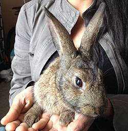 precious-pup1-flemish-giant-x-wild-shanez-a