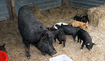 cilla--piglets-in-barn