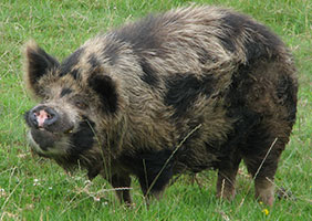 dave-father-of-cillas-piglets