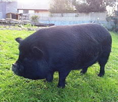 kunekune-kimmie-side-on-kelli-b