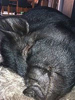 kunekune-kimmie-sleeping-face-kelli-b