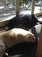 kunekune-kimmie-w-dog-friend-kelli-b
