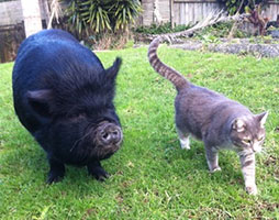 kunekune-kimmie-with-cat-kelli-b