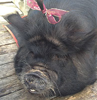 /kunekune-kimmie-with-hair-ribbon-kelli-b