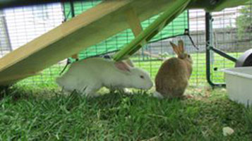 ghost--sweet-pea-faces-1