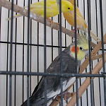 cockatielcanaries