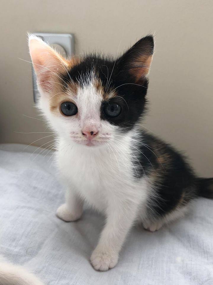 abandoned-kitten