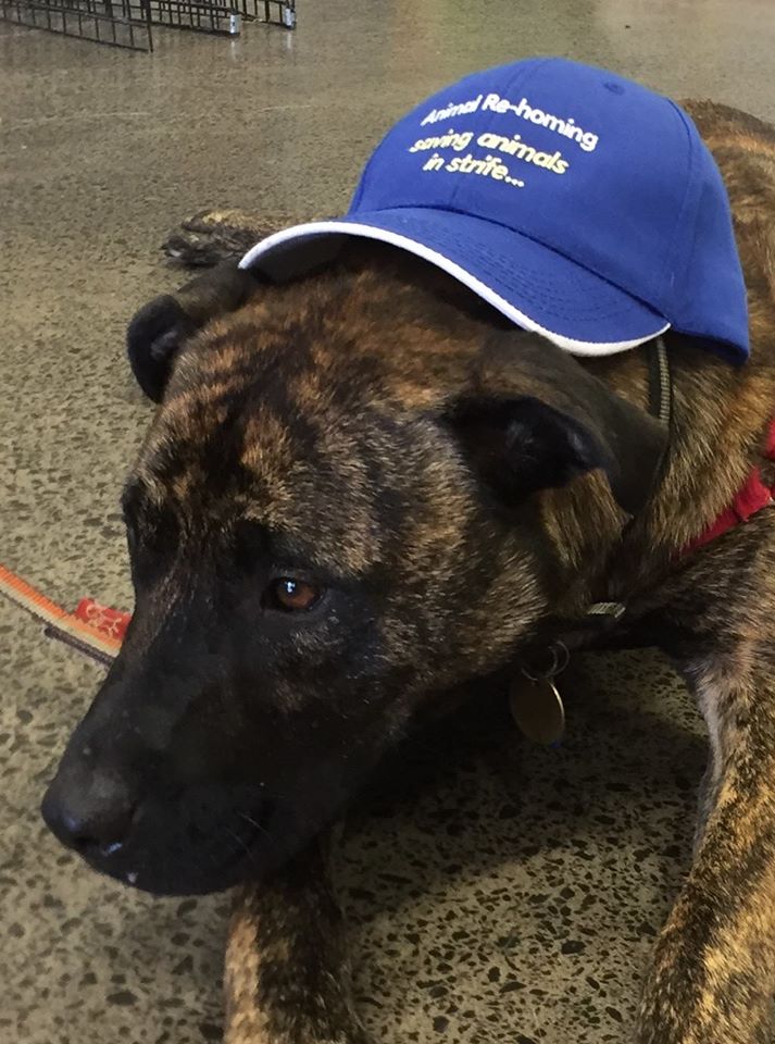 Adoption & Awareness Day