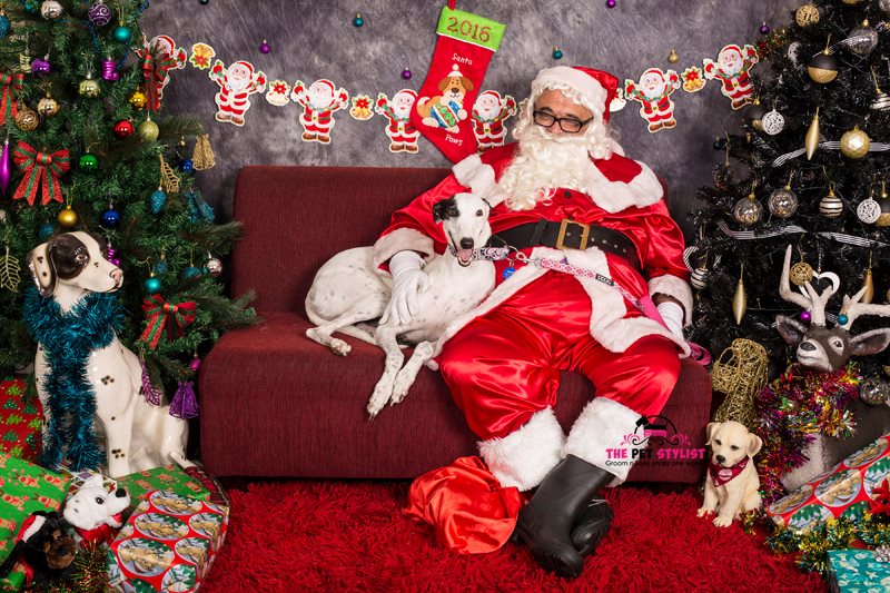 Thank you to Sonia at The Pet Stylist