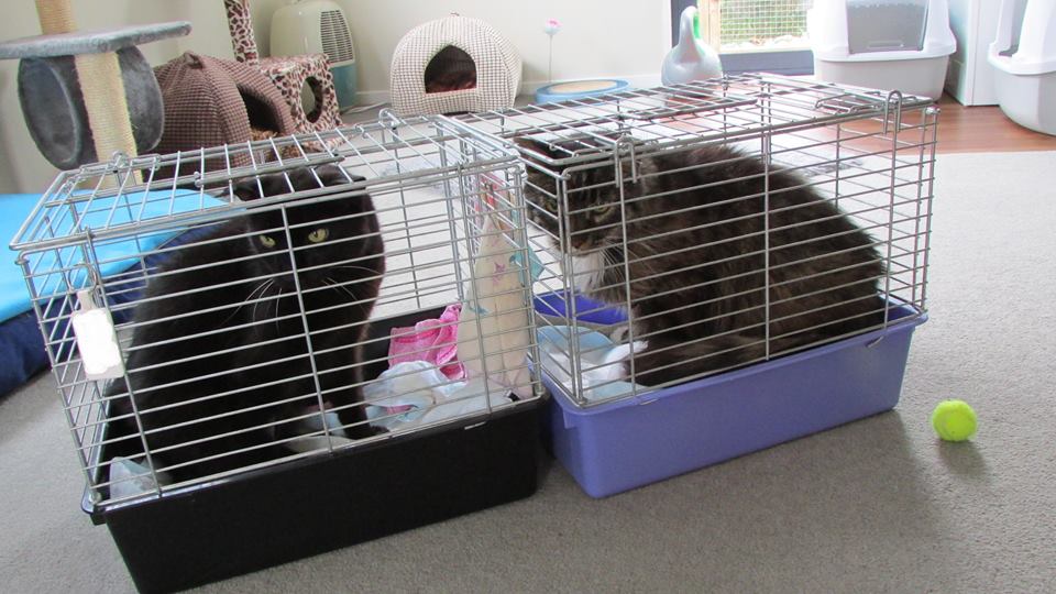 Ned and Sooty update